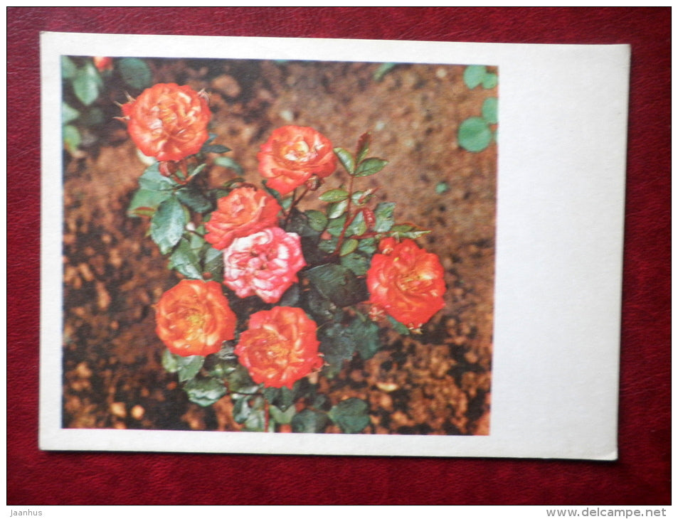 Greeting Card - red roses - flowers - 1978 - Estonia USSR - used - JH Postcards