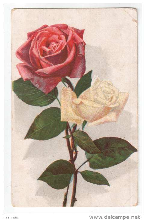 red and white rose - flowers - Day 1311 - old postcard - circulated in Estonia - used - JH Postcards