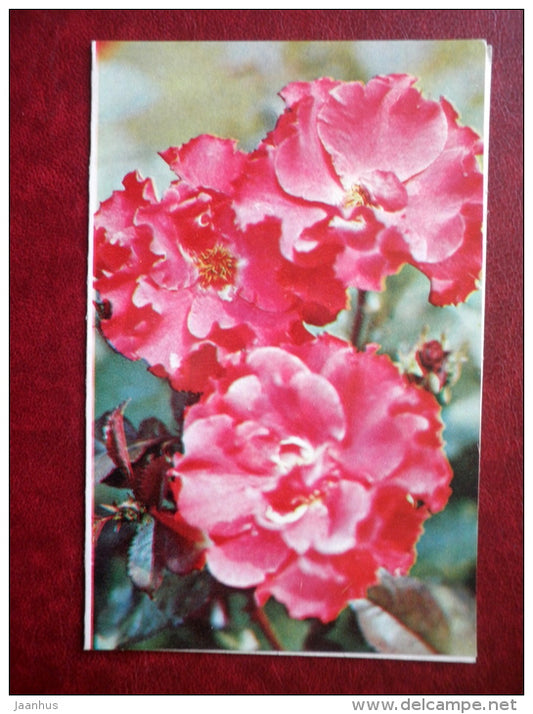 Greeting Card - red flowers - flowers - 1981 - Russia USSR - used - JH Postcards