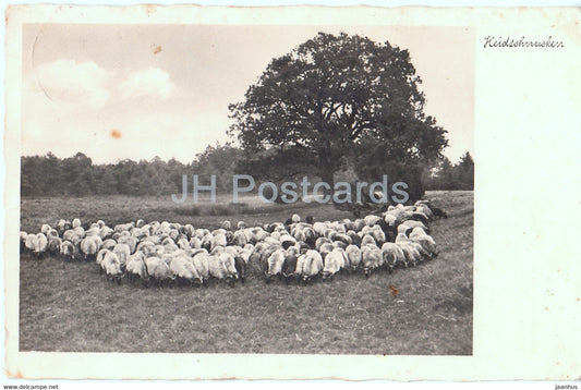 Heidschnucken - sheep - NPG 3245 - old postcard - Germany - 1937 - used - JH Postcards