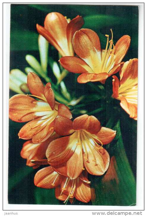 Natal Lily - Clivia miniata - Decorative House Plants - flowers - 1974 - Russia USSR - unused - JH Postcards