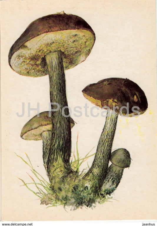 Birch bolete - Leccinum scabrum - illustration by A. Shipilenko - Mushrooms - 1976 - Russia USSR - unused - JH Postcards