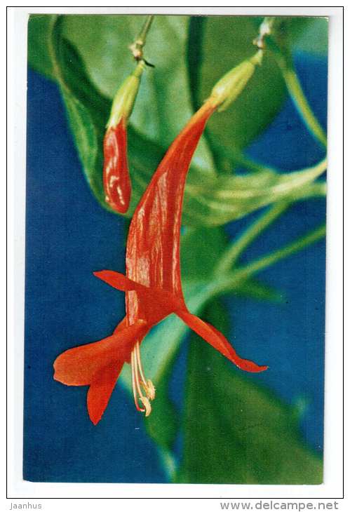 Columnea - Decorative House Plants - flowers - 1974 - Russia USSR - unused - JH Postcards