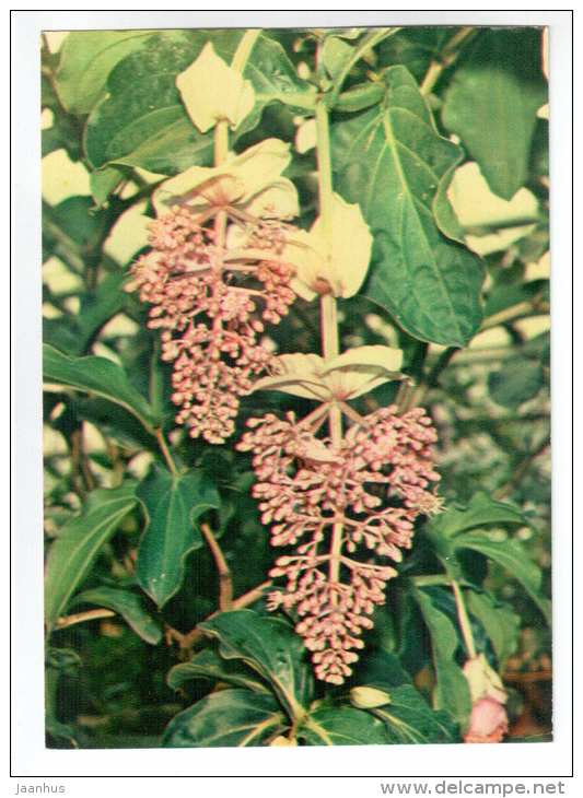 Philippine Orchid - Medinilla magnifica - houseplants - flowers - 1983 - Russia USSR - unused - JH Postcards