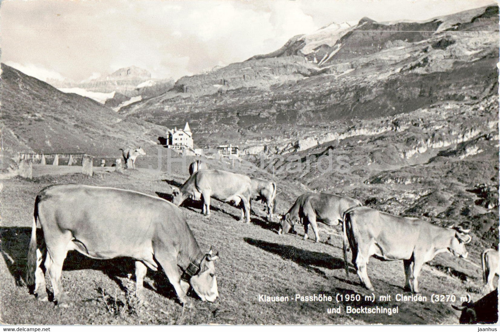 Klausen mit Clariden und Bocktschingel - animals - cow - Hotel Klausen Passhohe - 1963 - Switzerland - used - JH Postcards