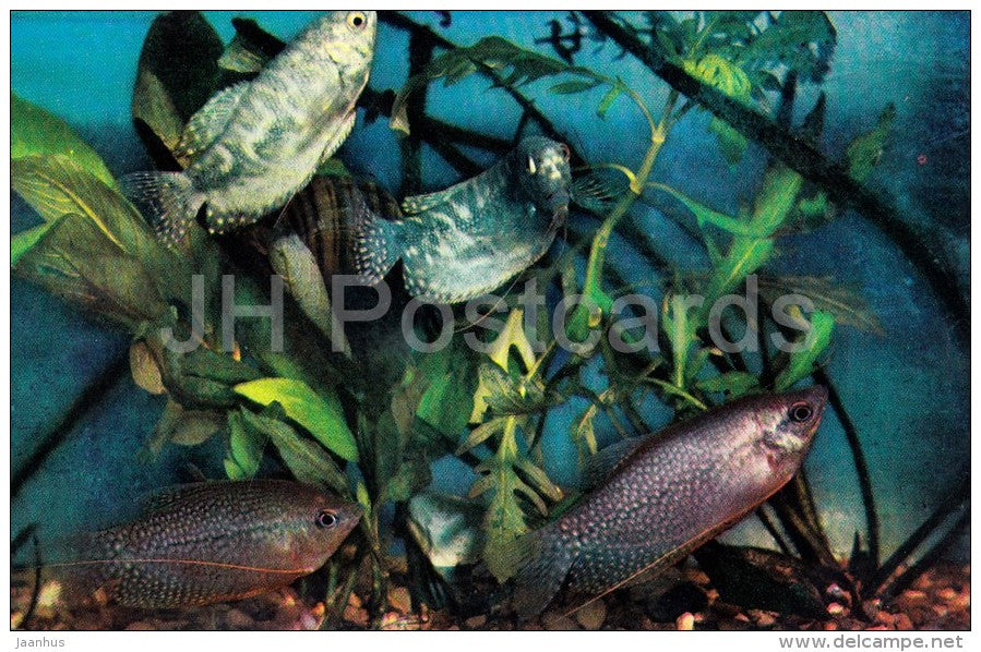 Gourami - Aquarium Fish - Russia USSR - 1971 - unused - JH Postcards