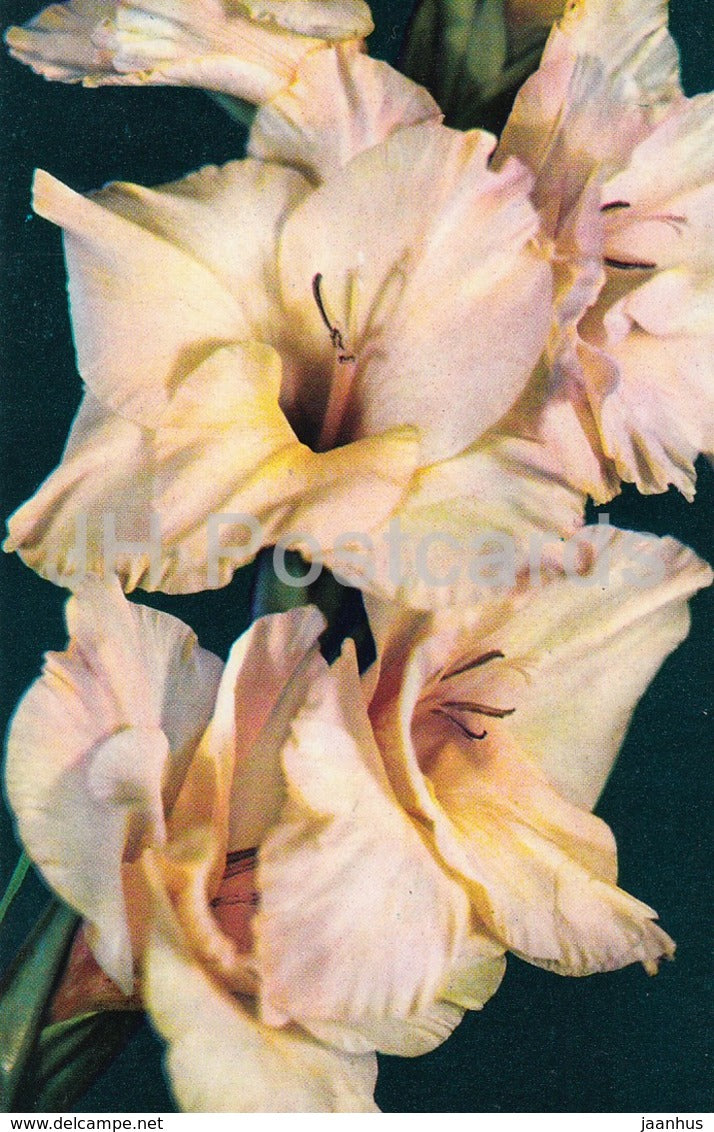 Ilza - Gladiolus - Flowers - 1974 - Russia USSR - unused - JH Postcards