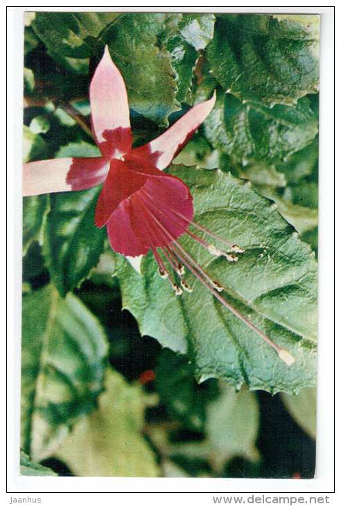 Fuchsia hybrida - Decorative House Plants - flowers - 1974 - Russia USSR - unused - JH Postcards