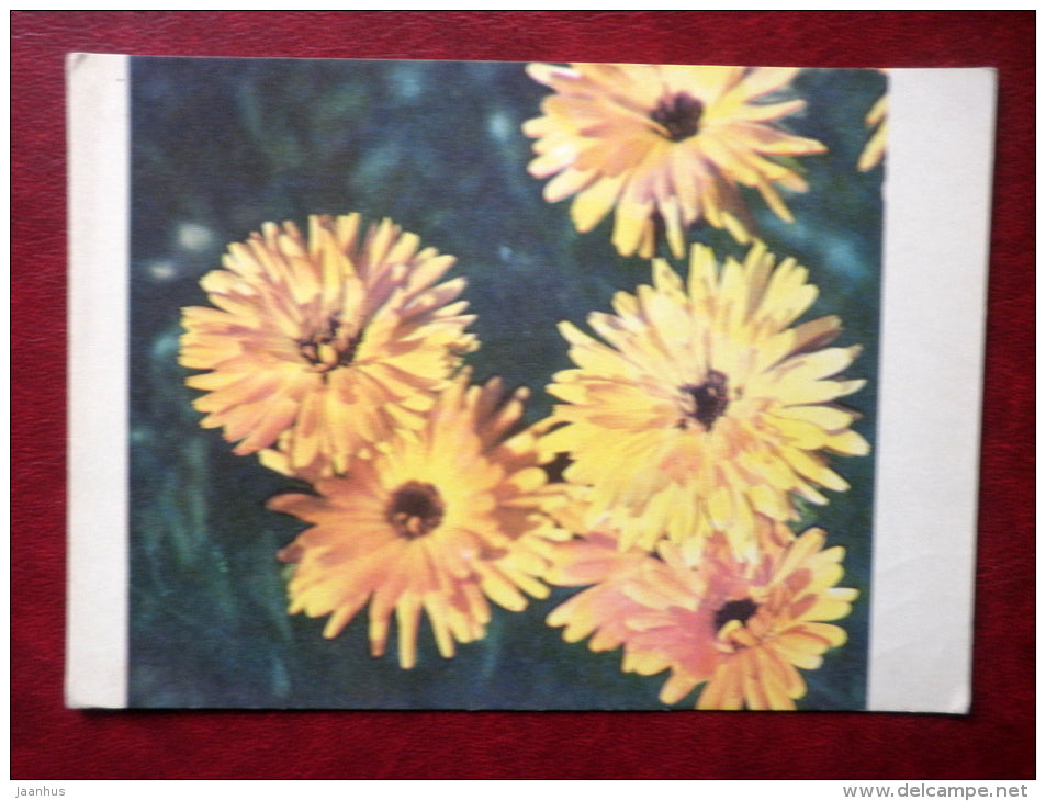 Greeting Card - marigold flowers - flowers - 1977 - Estonia USSR - used - JH Postcards