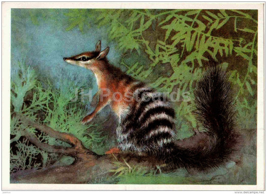 Banded Anteater - Numbat - Myrmecobius fasciatus - illustration by A. Isakov - 1982 - Russia USSR - unused - JH Postcards