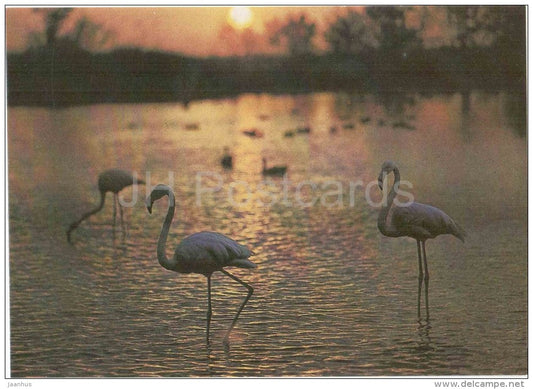 Flamingo - birds - 1986 - Russia USSR - unused - JH Postcards