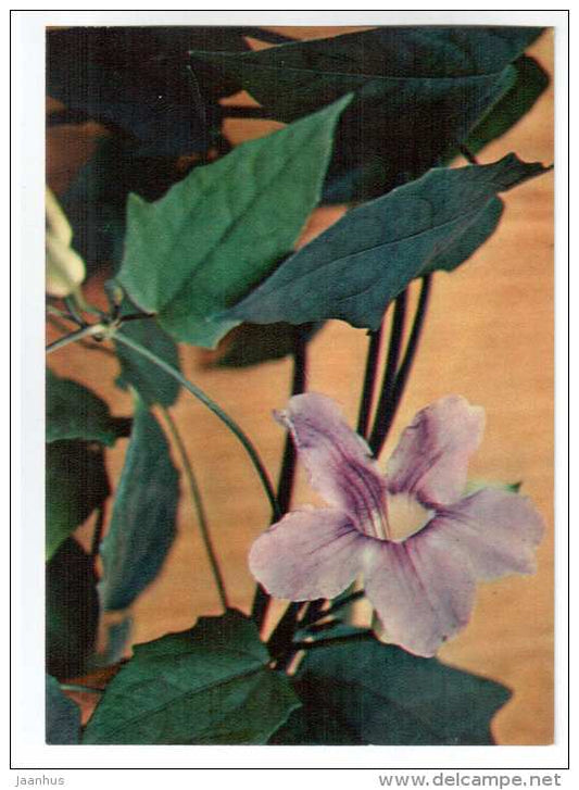 Bengal Clock Vine - Thunbergia grandiflora - houseplants - flowers - 1983 - Russia USSR - unused - JH Postcards