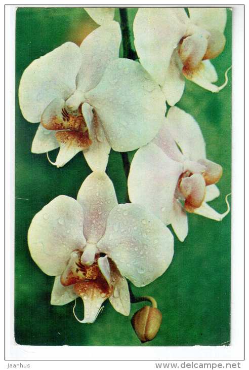 Orchid - Phalaenopsis hybrid - Decorative House Plants - flowers - 1974 - Russia USSR - unused - JH Postcards