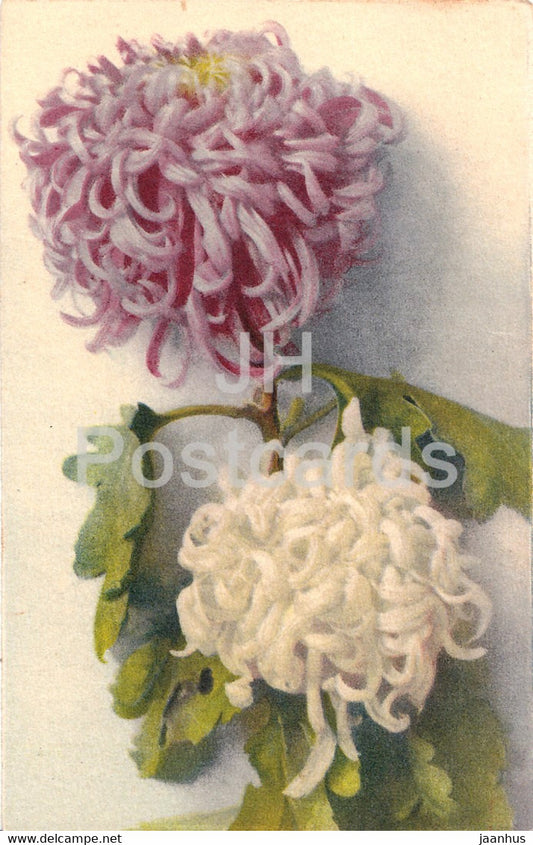 flowers - Photochromie 4008 - old postcard - 1943 - Germany - used - JH Postcards