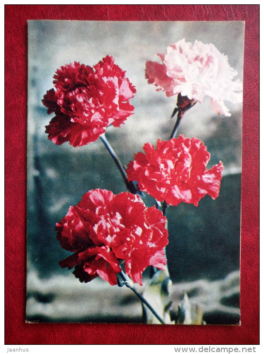 carnation - flowers - 1975 - Russia USSR - used - JH Postcards