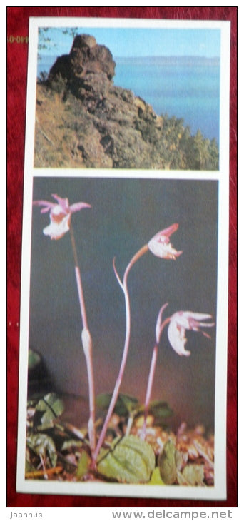 Calypso bulbosa - orchid - flowers - Siberia blooms - 1973 - Russia USSR - unused - JH Postcards