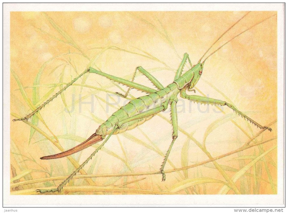 Predatory Bush Cricket , Saga pedo - Grasshopper - Cricket - insects - 1990 - Russia USSR - unused - JH Postcards