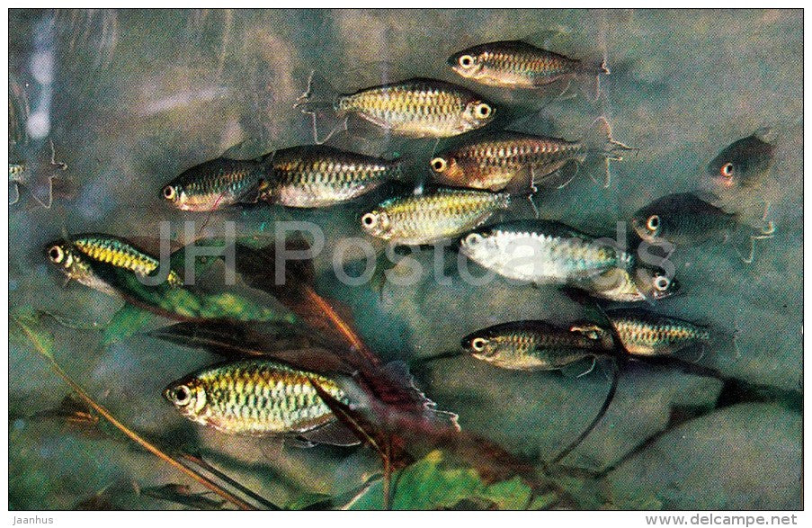 Congo - Aquarium Fish - Russia USSR - 1971 - unused - JH Postcards