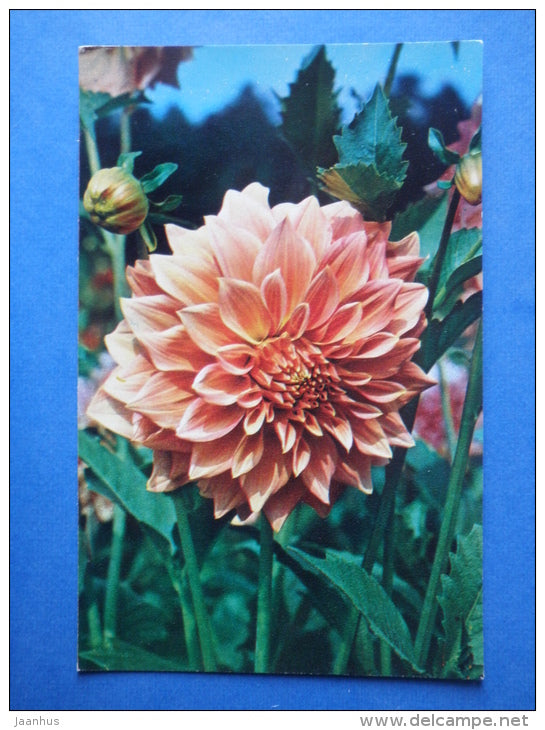 Angel - dahlia - flowers - 1974 - Russia USSR - unused - JH Postcards