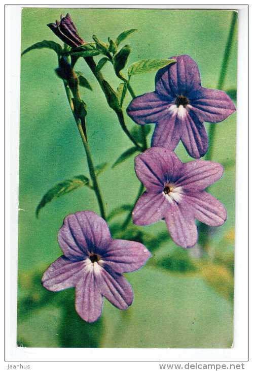 Amethyst Flower - Browallia speciosa - Decorative House Plants - flowers - 1974 - Russia USSR - unused - JH Postcards