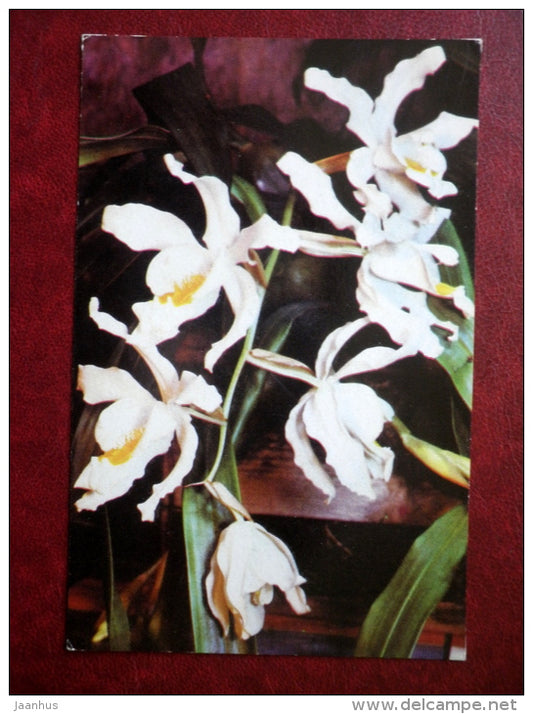 Greeting Card - orchid - Coelogine cristata - flowers - 1981 - Russia USSR - used - JH Postcards