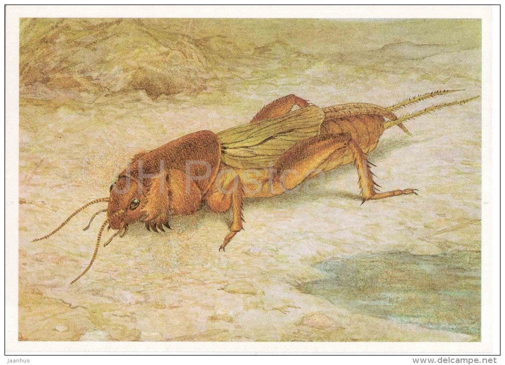 European Mole Cricket , Gryllotalpa gryllotalpa - Grasshopper - Cricket - insects - 1990 - Russia USSR - unused - JH Postcards