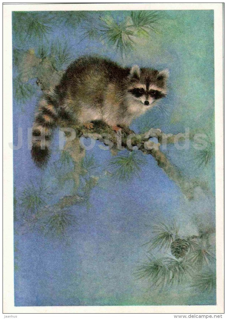 Raccoon - Procyon lotor - illustration by A. Isakov - 1982 - Russia USSR - unused - JH Postcards