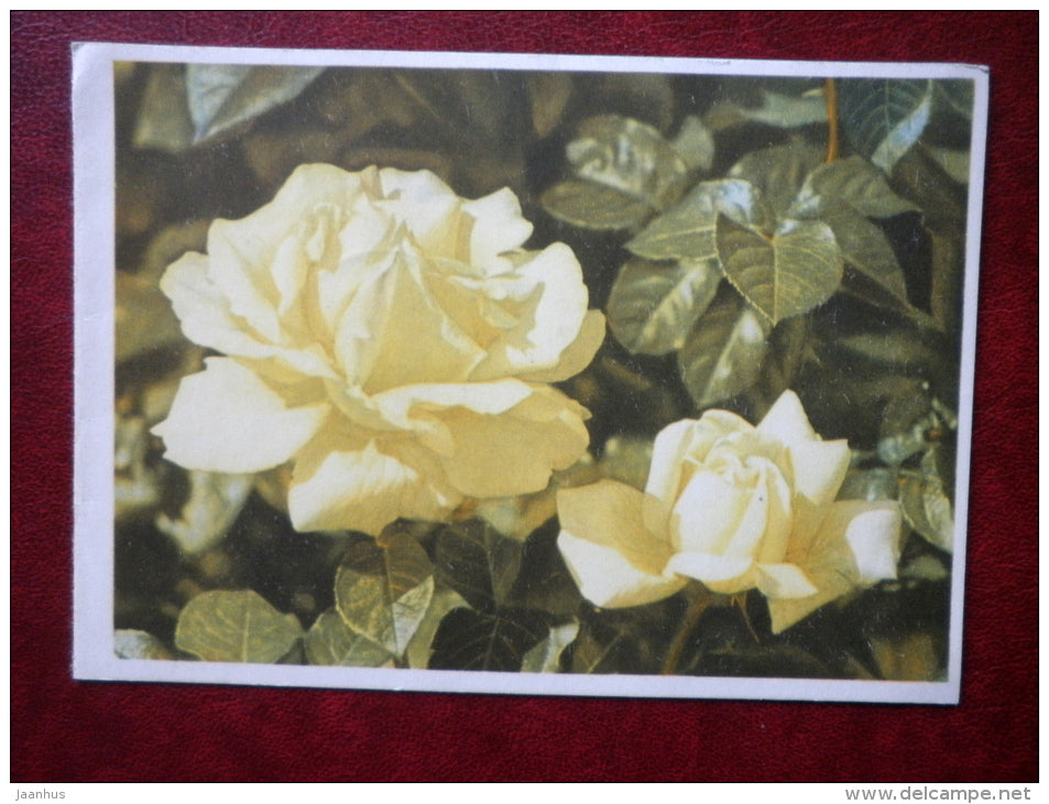 telegram - white roses - flowers - 1966 - Russia USSR - used - JH Postcards