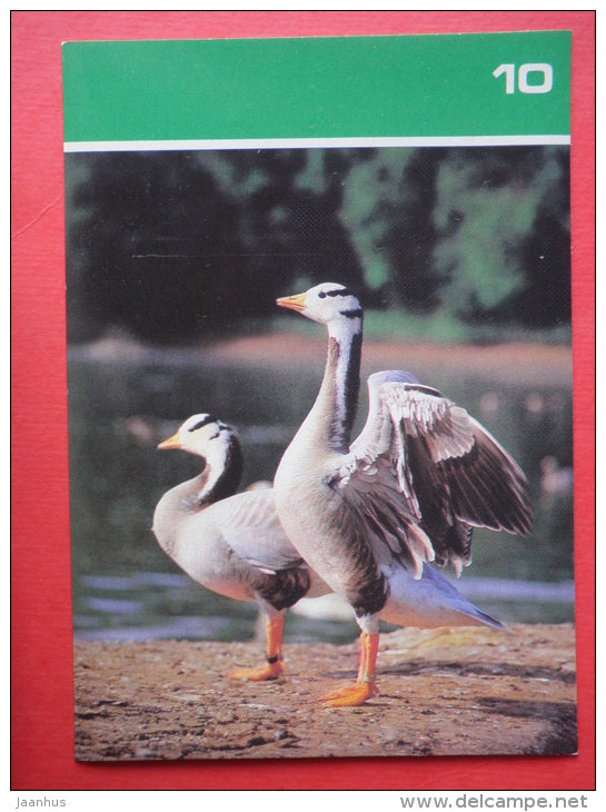 Bar-headed goose , Anser indicus - Moscow Zoo Birds - 1988 - Russia USSR - unused - JH Postcards