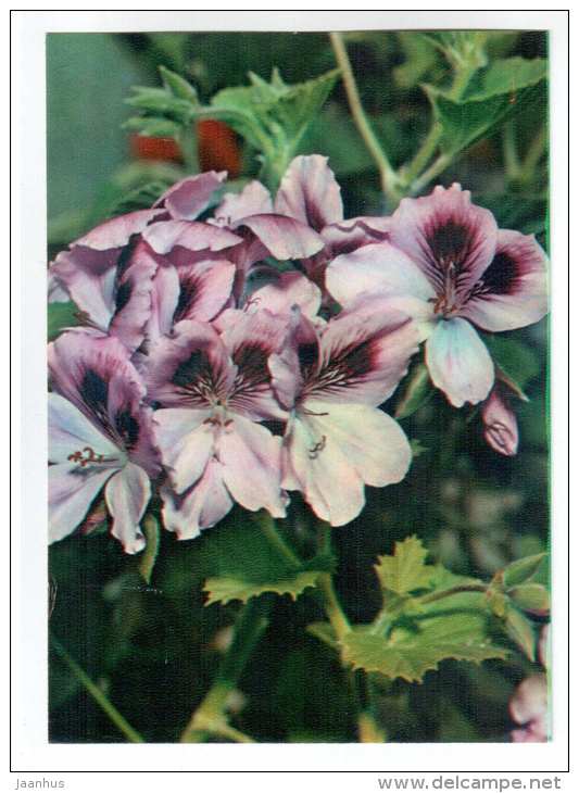 English Pelargonium - Pelargonium grandiflorum - houseplants - flowers - 1983 - Russia USSR - unused - JH Postcards