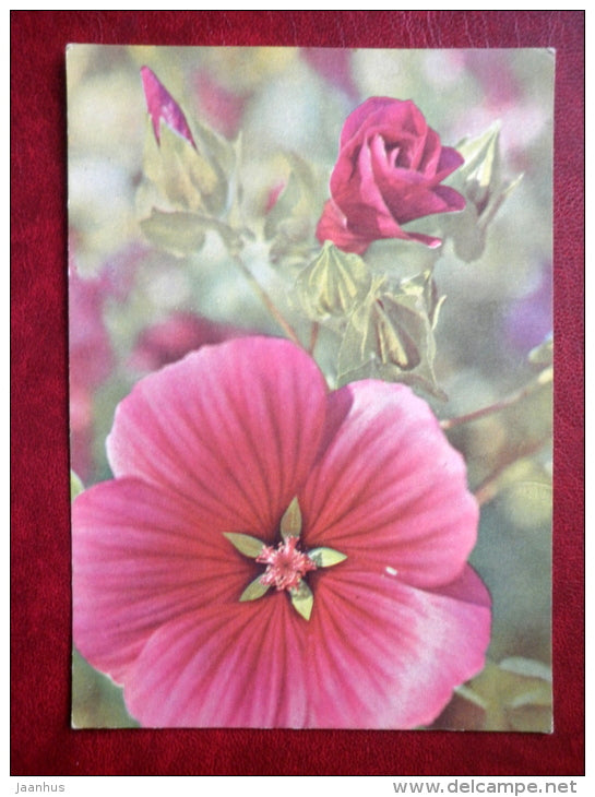 mallow - flowers - 1975 - Russia USSR - used - JH Postcards