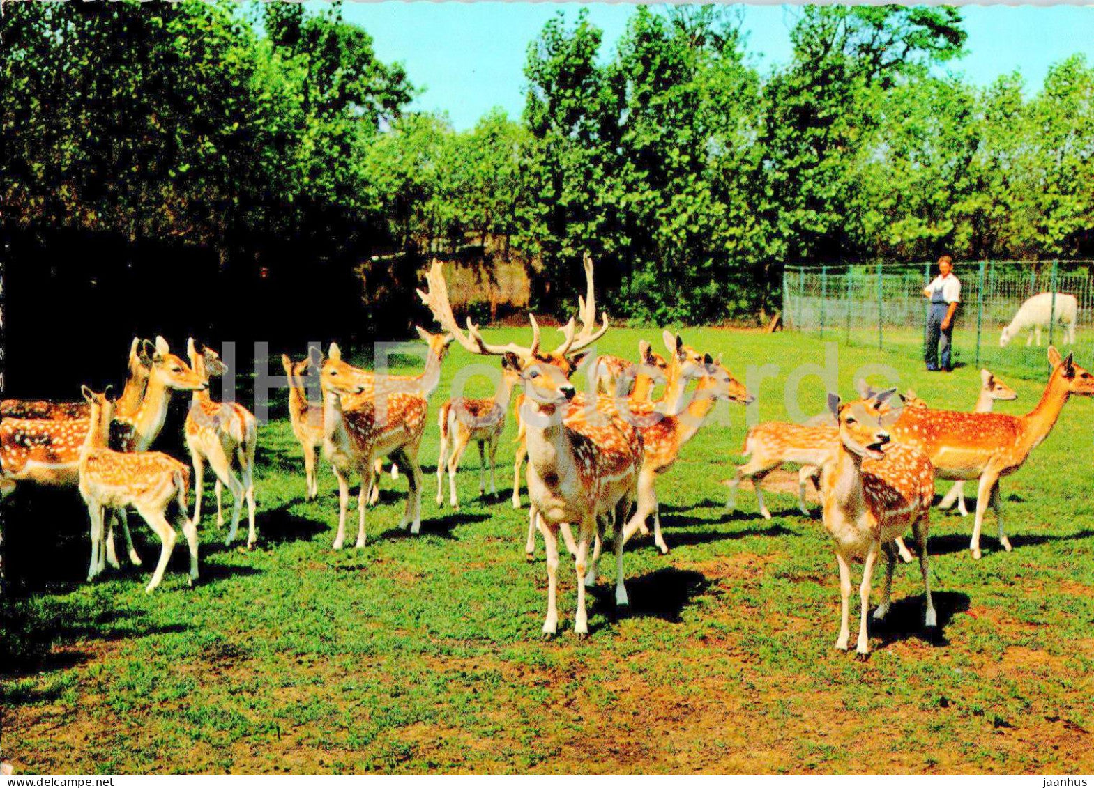 Meli Park - Adinkerke De Panne - Herd of Fallow Deers - animals - Belgium - used - JH Postcards