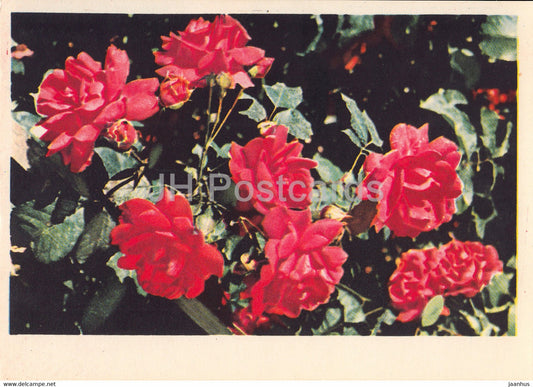 Rose - flowers - plants - 1962 - Latvia USSR - unused - JH Postcards