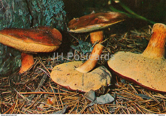 Bay bolete Mushroom - Imleria badia - Mushrooms - 1980 - Russia USSR - unused - JH Postcards