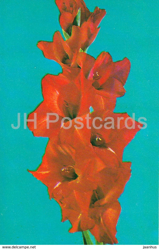 Red Poppy - Gladiolus - Flowers - 1974 - Russia USSR - unused - JH Postcards