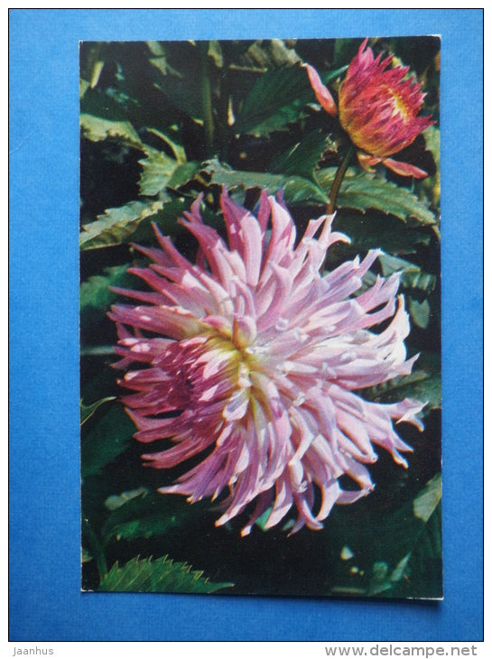 Land Daughter - dahlia - flowers - 1974 - Russia USSR - unused - JH Postcards