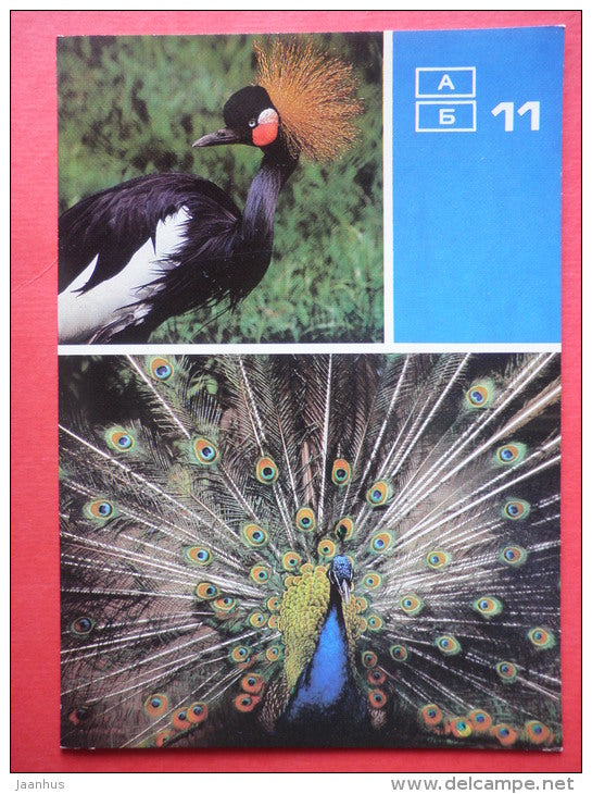 Black crowned crane - Common Peafowl - Moscow Zoo Birds - 1988 - Russia USSR - unused - JH Postcards