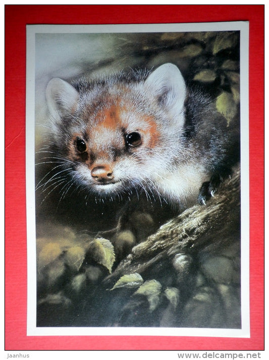 illustration by A. Isakov - Marten - animal - 1989 - Russia USSR - unused - JH Postcards