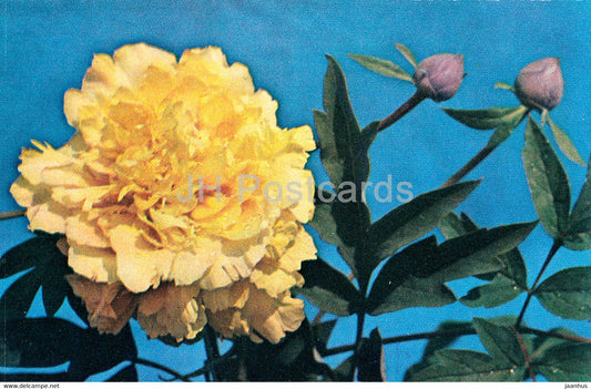 Golden - Peonies - flowers - 1977 - Russia USSR - unused - JH Postcards