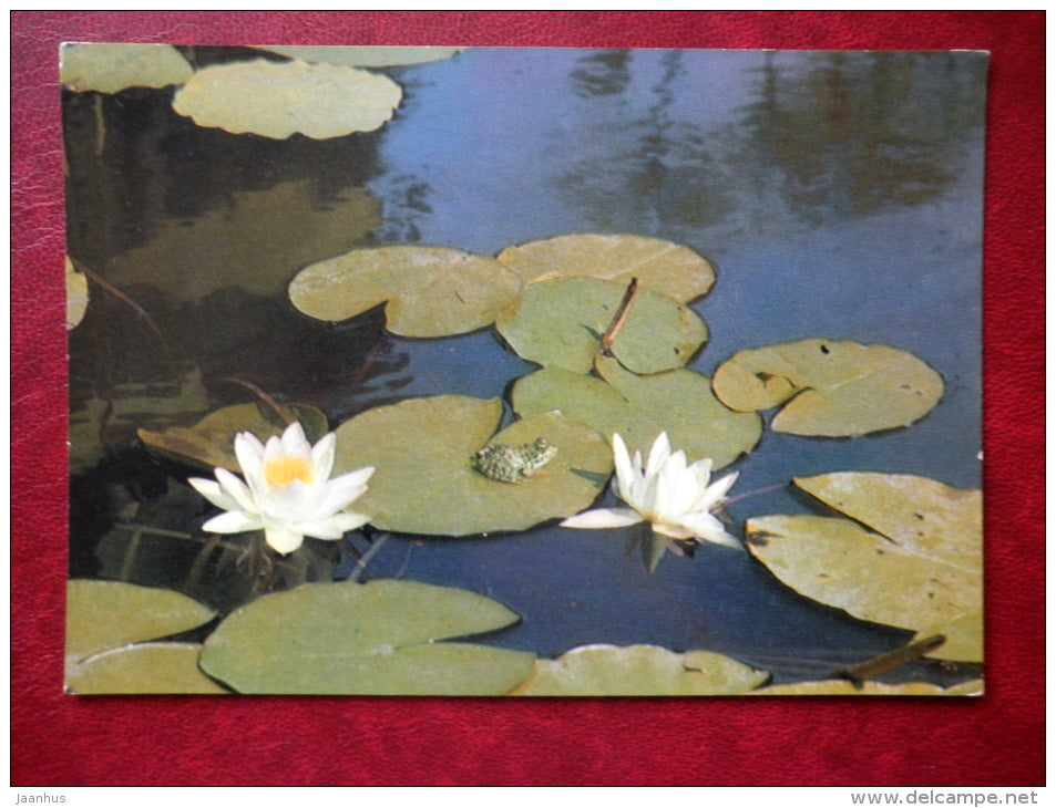 White waterlily - Nymphaea alba - flowers - 1975 - Russia USSR - unused - JH Postcards