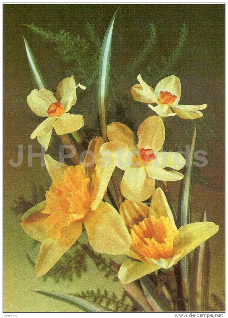 yellow narcissus - daffodil - flowers - postal stationery - 1989 - Russia USSR - unused - JH Postcards