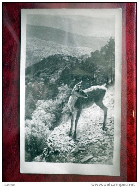 Crimea - Krym - National Park - deer - 1950 - Ukraine - USSR - unused - JH Postcards