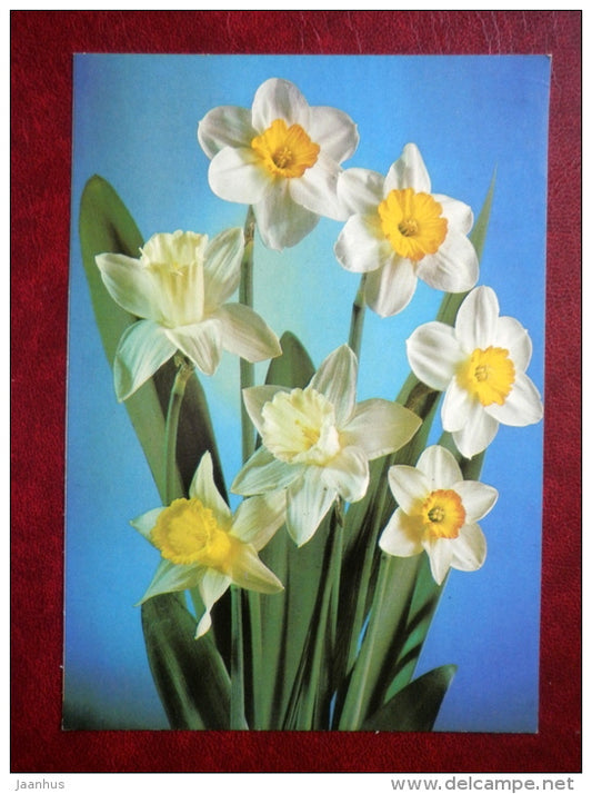 narcissus - flowers - 1984 - Russia USSR - used - JH Postcards