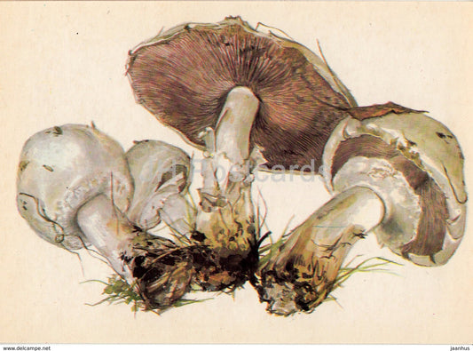 Field mushroom - Agaricus campestris - illustration by A. Shipilenko - Mushrooms - 1976 - Russia USSR - unused - JH Postcards