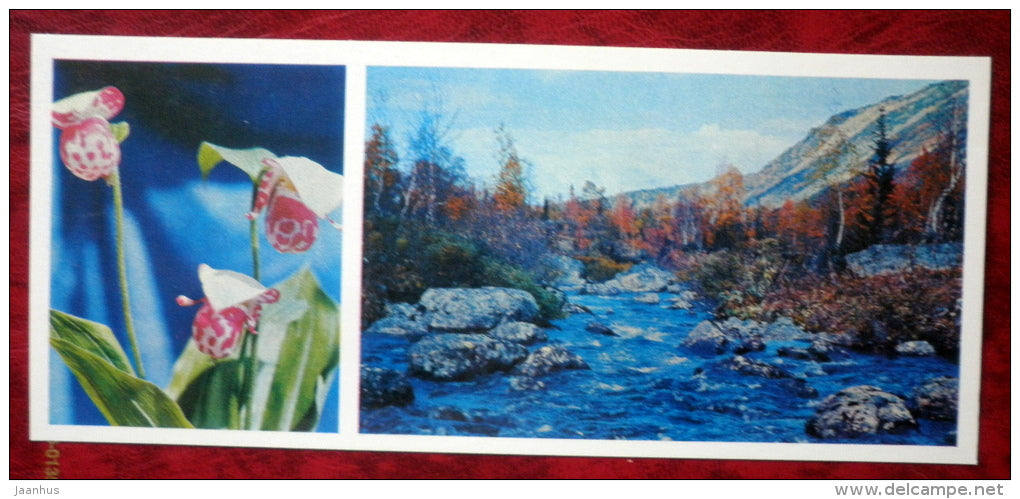 Cypripedium guttatum - orchid - flowers - Siberia blooms - 1973 - Russia USSR - unused - JH Postcards