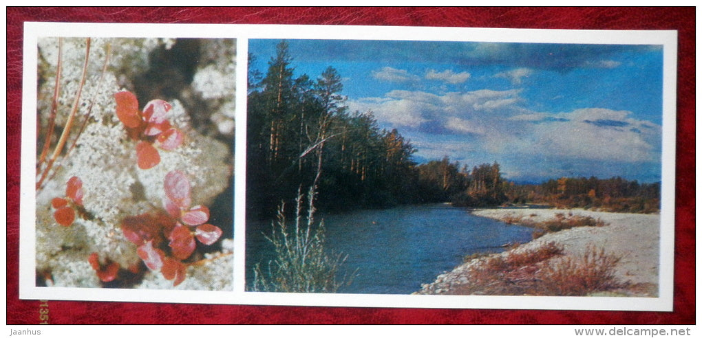 blueberry leaves - Siberia blooms - 1973 - Russia USSR - unused - JH Postcards