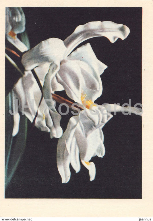 Orchid - Coelogyne - flowers - plants - 1962 - Latvia USSR - unused - JH Postcards