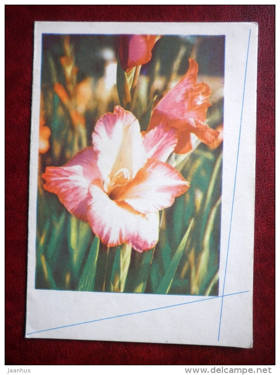 telegram - gladiolus - flowers - 1966 - Russia USSR - used - JH Postcards