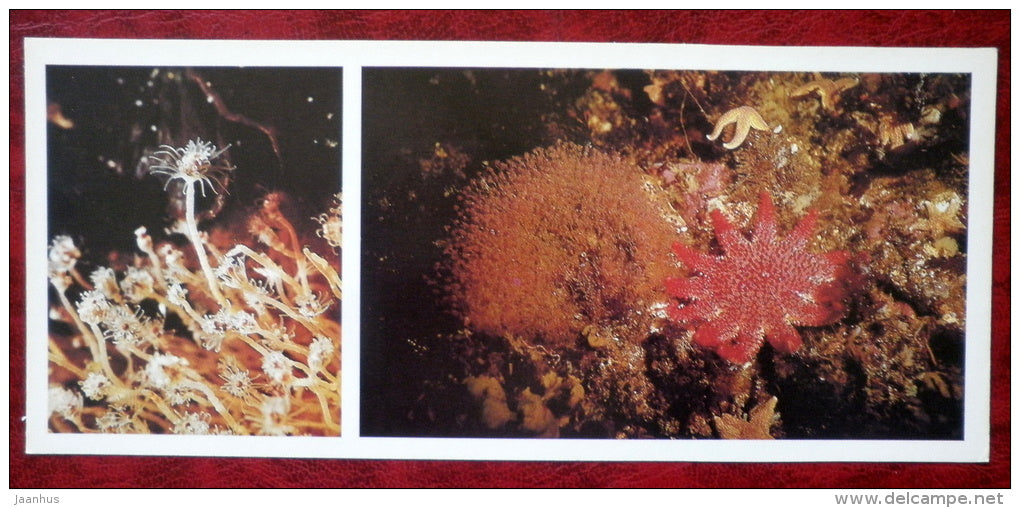 Common Flower-head - Ectopleura larynx - Socmon Sunstar - Crossaster papposus - starfish - 1980 - Russia USSR - unused - JH Postcards