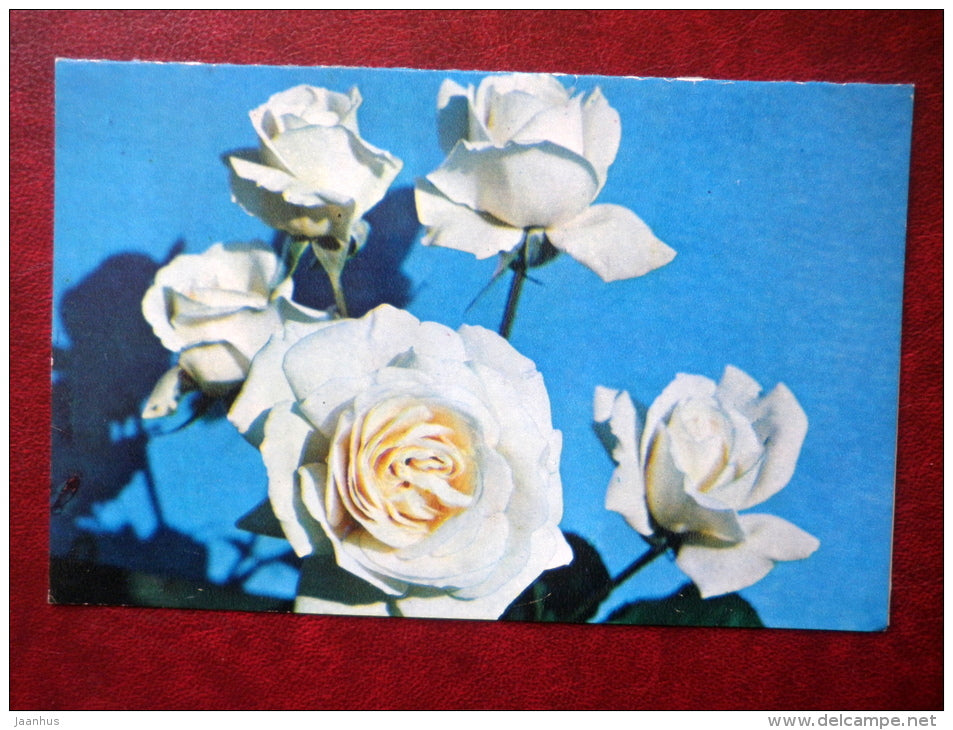 Greeting Card - white roses - flowers - 1981 - Russia USSR - used - JH Postcards